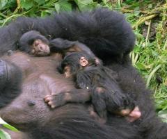 Gorilla Safari Uganda - Africa Adventure Vacations