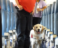 Delta Airlines Pet Policy | FlyOfinder