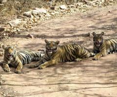 Explore Tourism in Ranthambore – The Land of Tigers